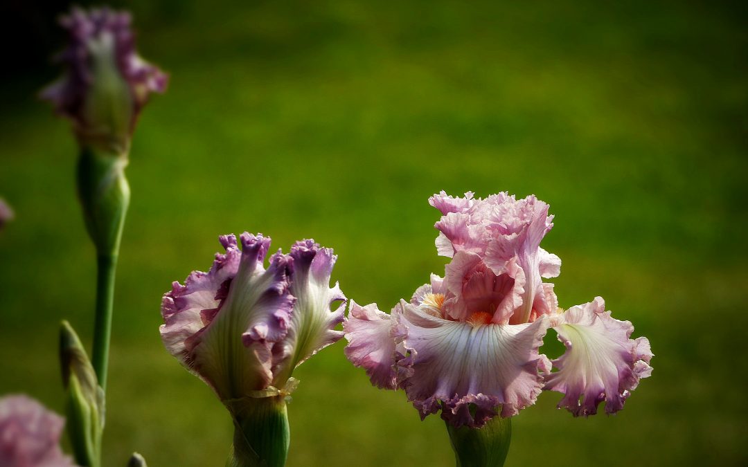 My Dear Lovers of Bearded Irises