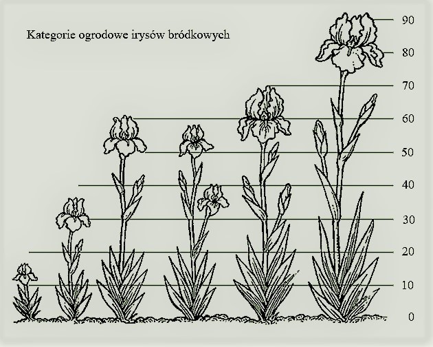 KRÓTKA CHARAKTERYSTYKA IRYSÓW BRÓDKOWYCH.