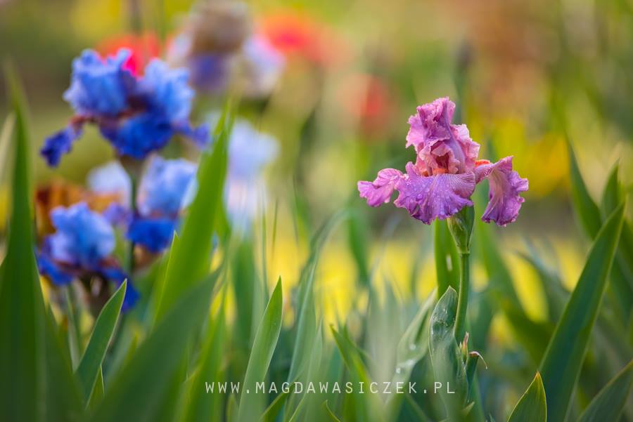 Magiczny świat Magdy Wasiczek.