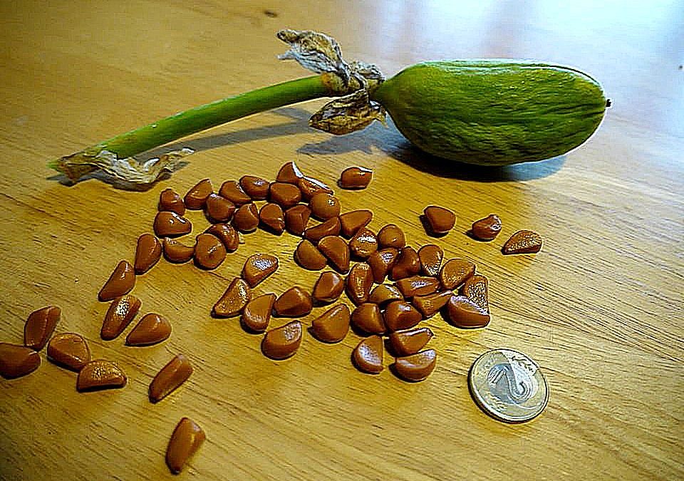 Z PAMIĘTNIKA „KRZYŻOWCA” cz.1