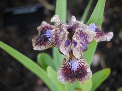 ИГОРНЫЙ ДОМ