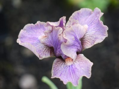 КОРАЛОВЭ УЗБЭРЭЖЖЯ